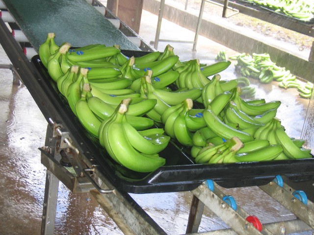 Main de bananes