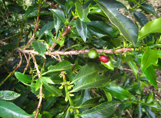 Branches de caféier avec bourgeons et cerises