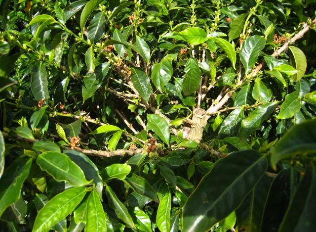 Branches et bourgeons de caféier