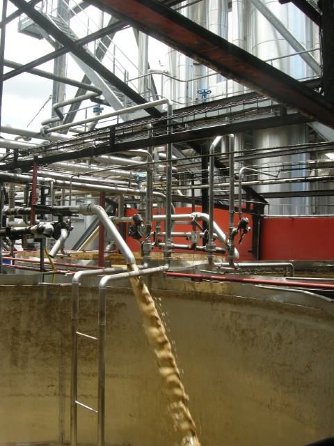 Le jus des cannes broyées (vesou) se déverse dans une cuve de fermentation de la distillerie